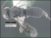 Figure 159.