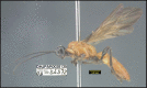 Figure 457.