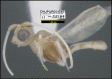 Figure 196.
