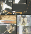 Figure 291.