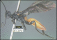 Figure 458.