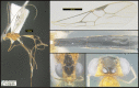 Figure 304.
