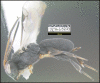 Figure 149.