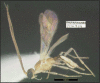 Figure 220.