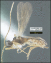 Figure 259.