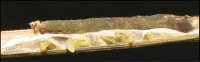 Figure 69.
