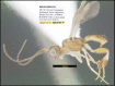 Figure 178.