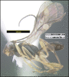 Figure 184.