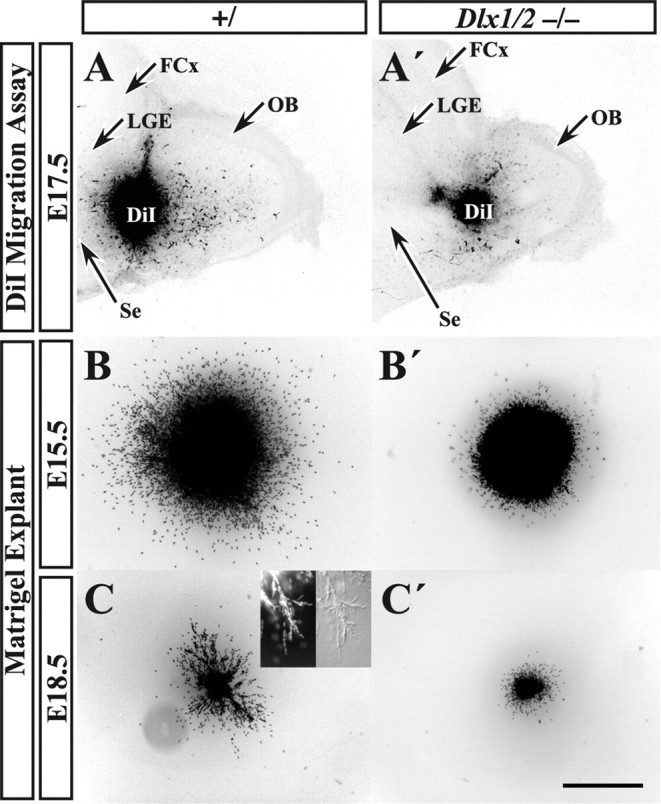 Figure 5.