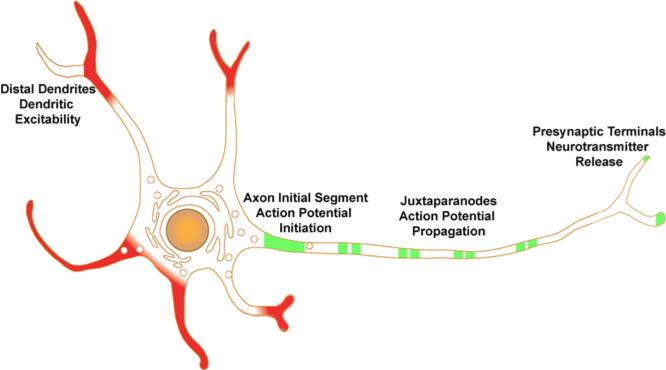 Fig. 1