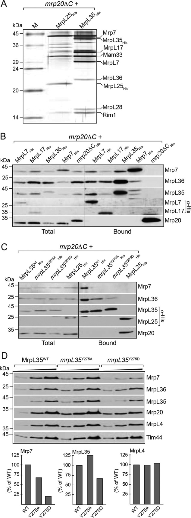 FIGURE 6: