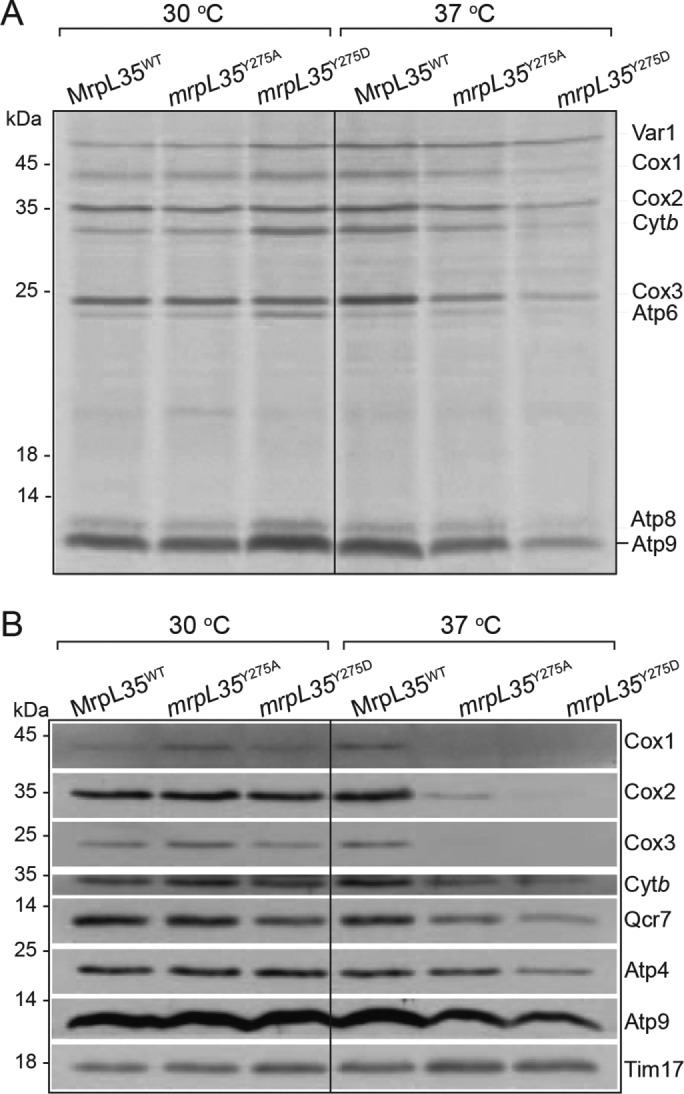 FIGURE 3: