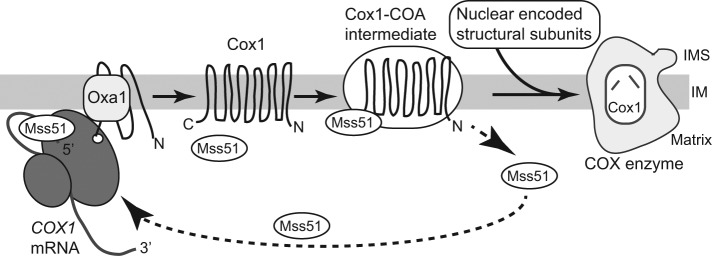 FIGURE 1: