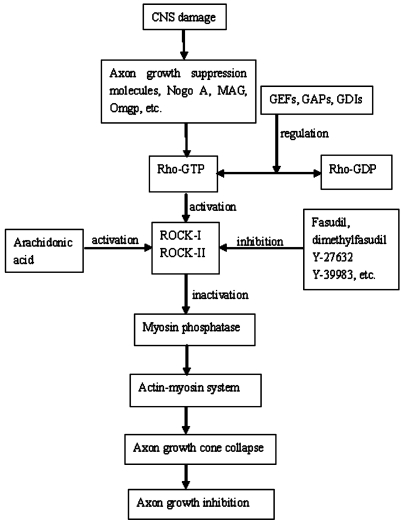 Rho/ROCK pathway and neural regeneration: a potential therapeutic ...