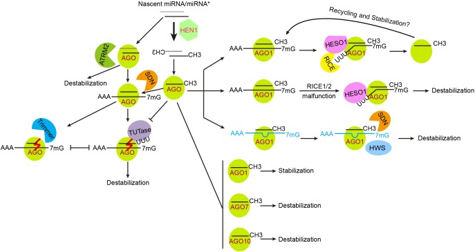 FIGURE 2