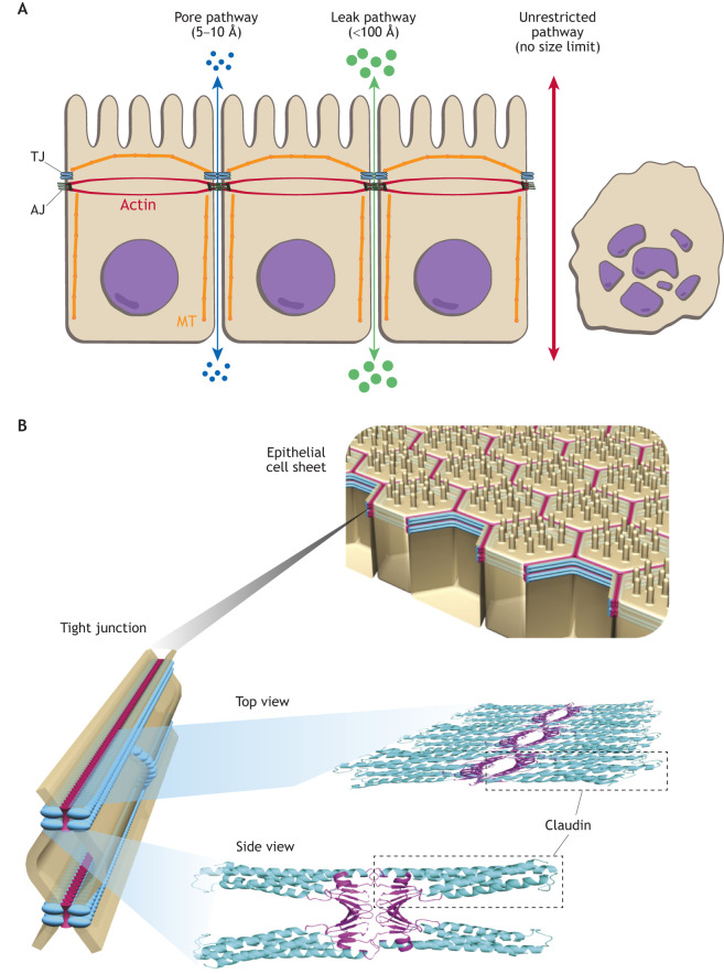 Fig. 2.