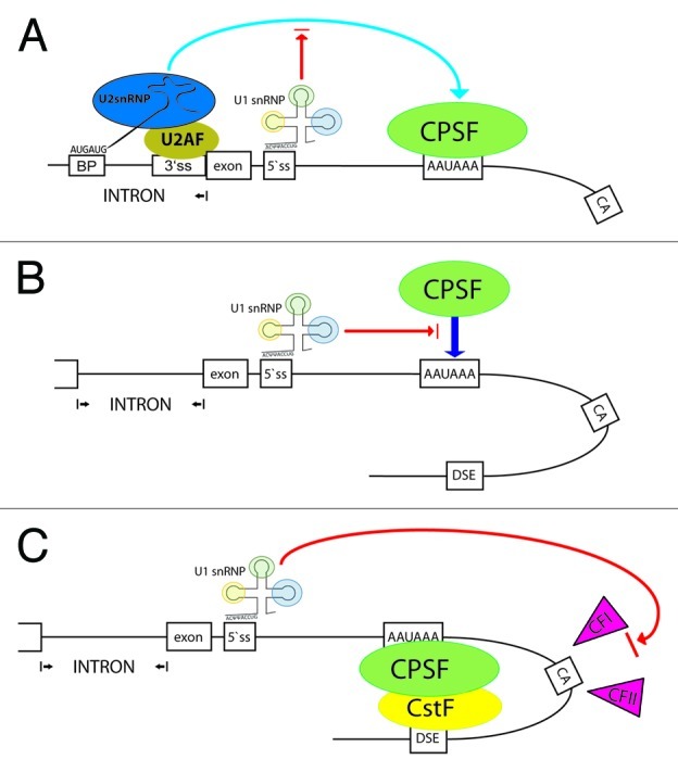 graphic file with name rna-10-180-g2.jpg