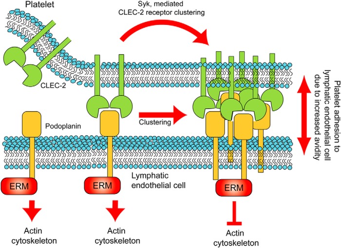 FIGURE 11.