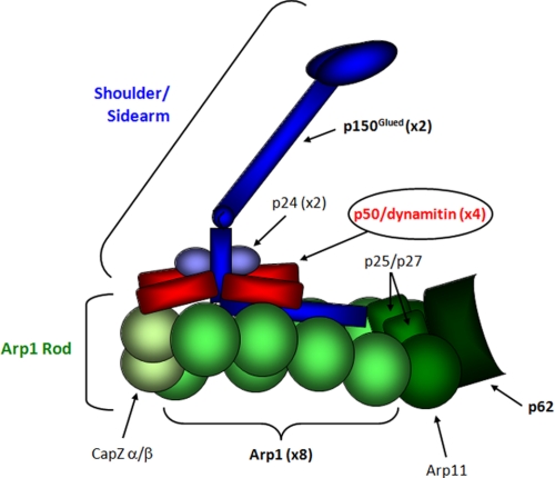 FIGURE 1.