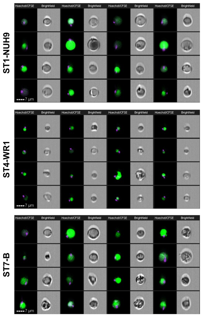 Fig 7