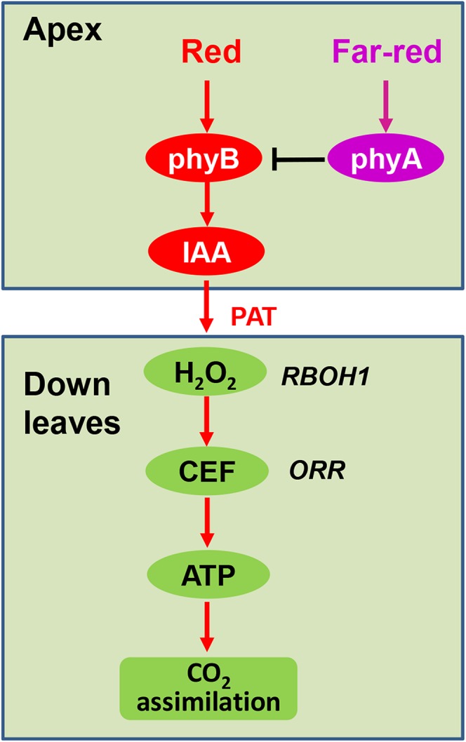 Figure 9.