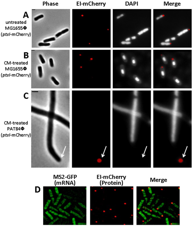 FIG 3 