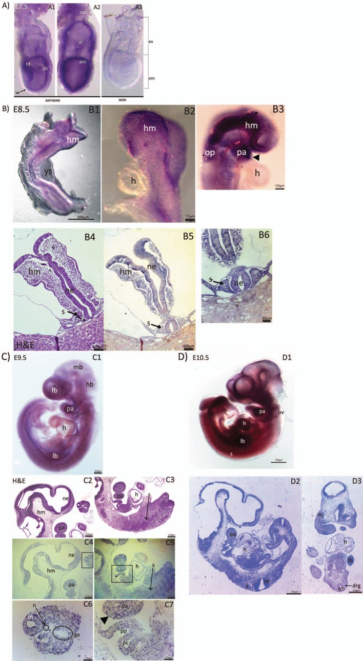 Fig 1