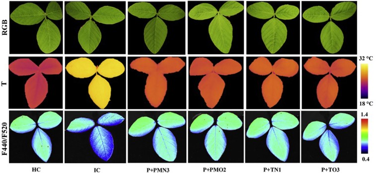 Fig. 5