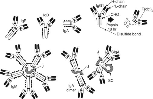 Fig. 10.2