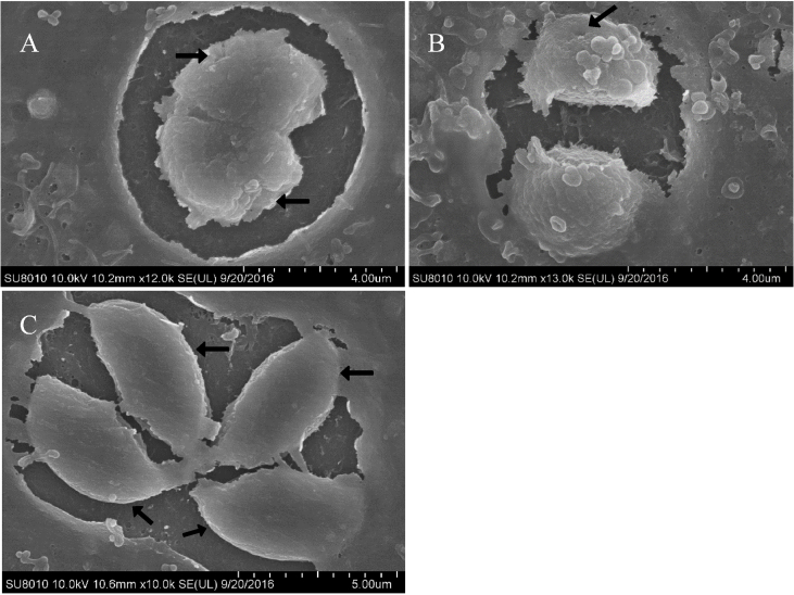Fig. 2