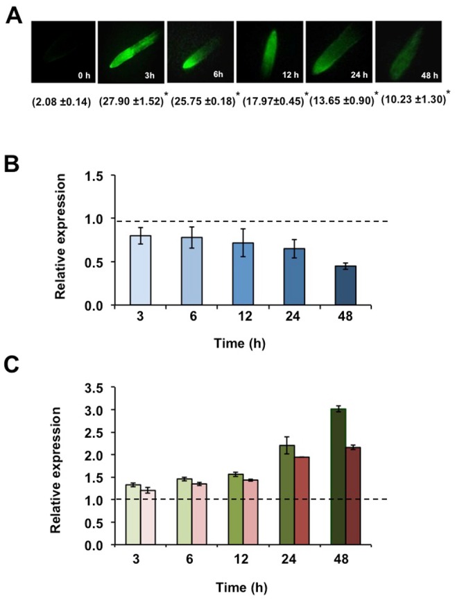 Figure 5