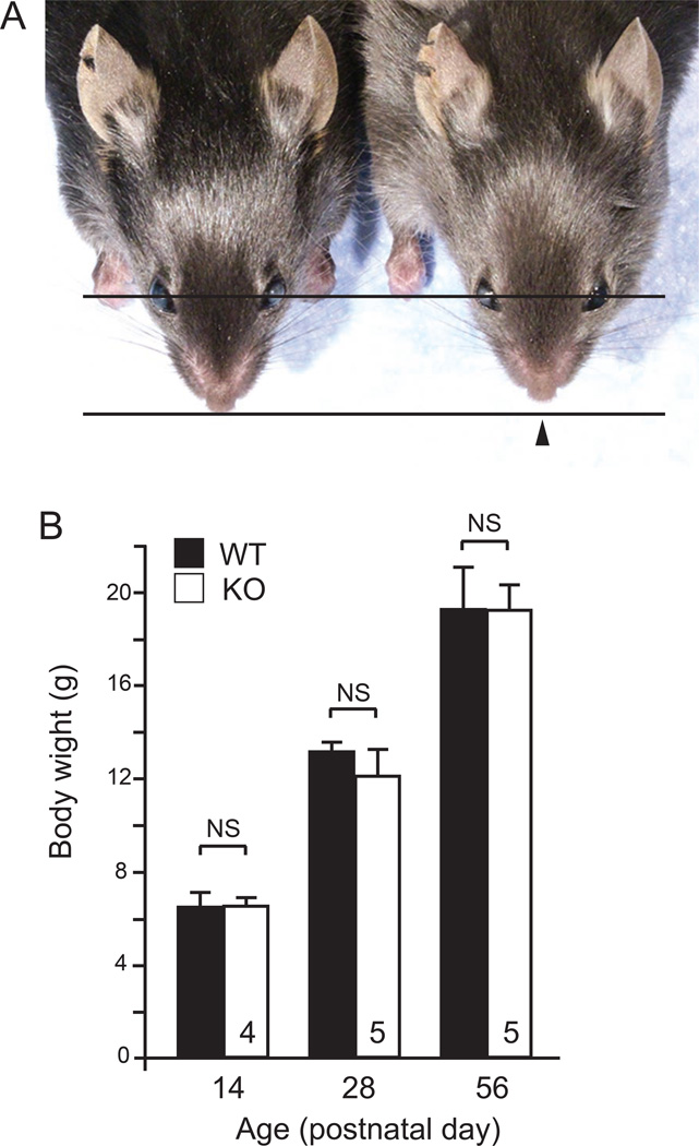 Fig. 1