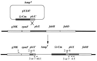 FIG. 1