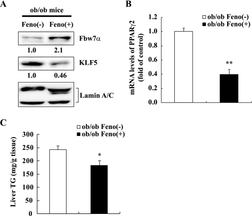 FIGURE 11.