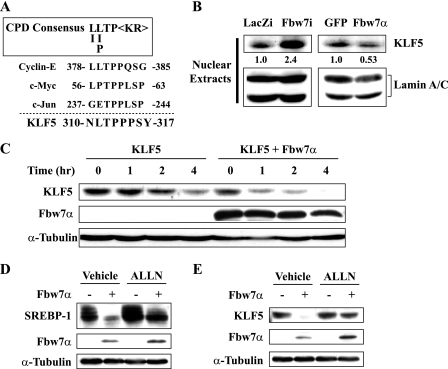 FIGURE 9.