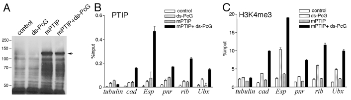 Fig. 10.