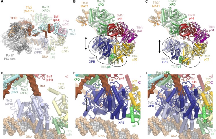 Figure 4—figure supplement 2.