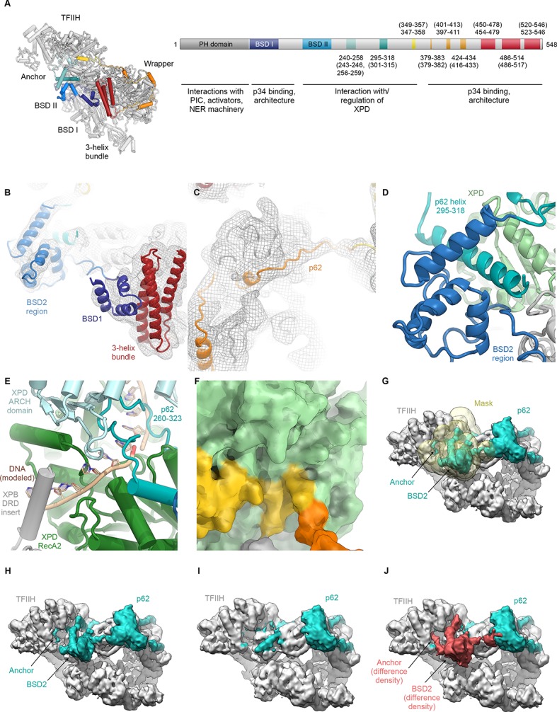 Figure 2—figure supplement 1.