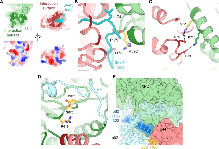 Figure 5—figure supplement 2.