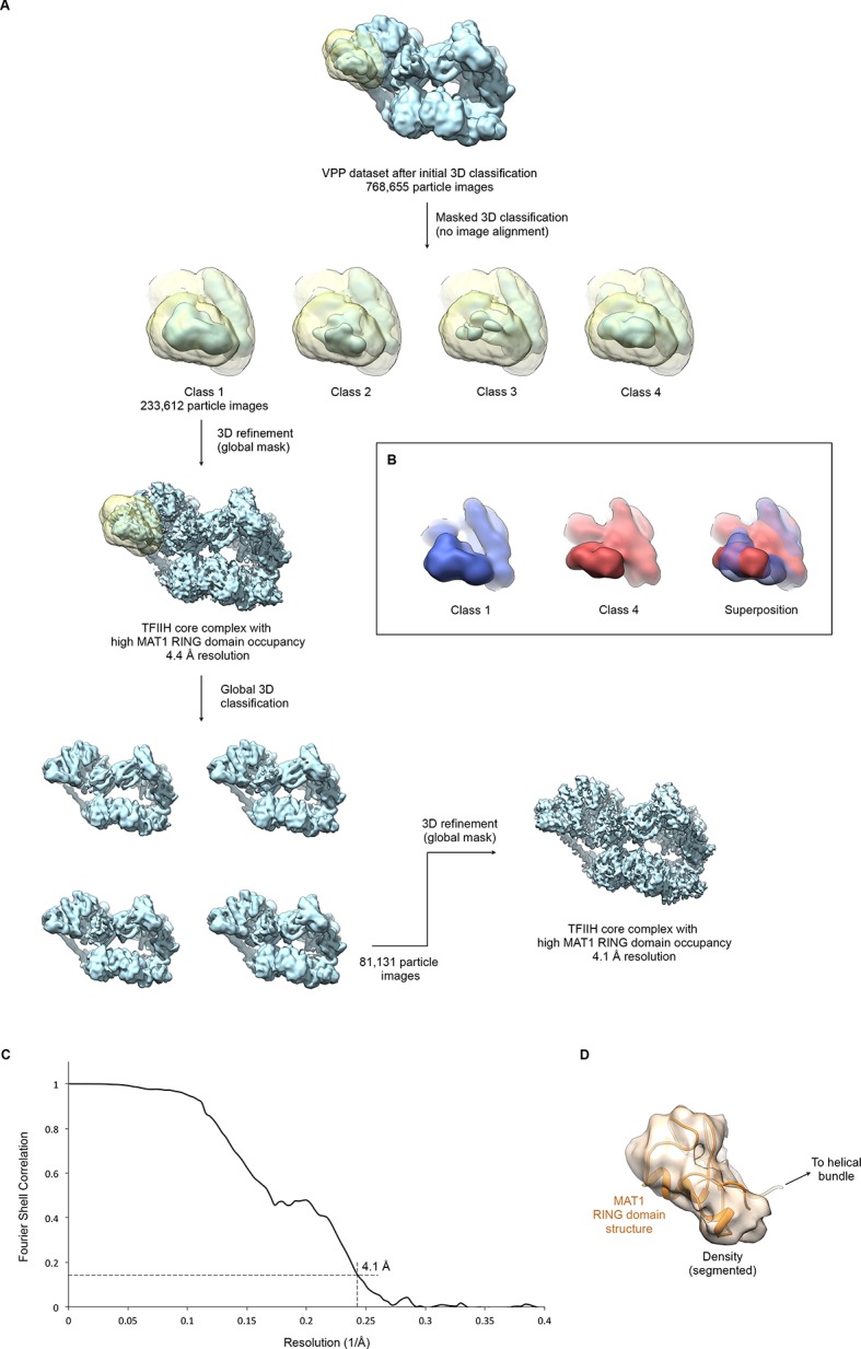 Figure 1—figure supplement 4.