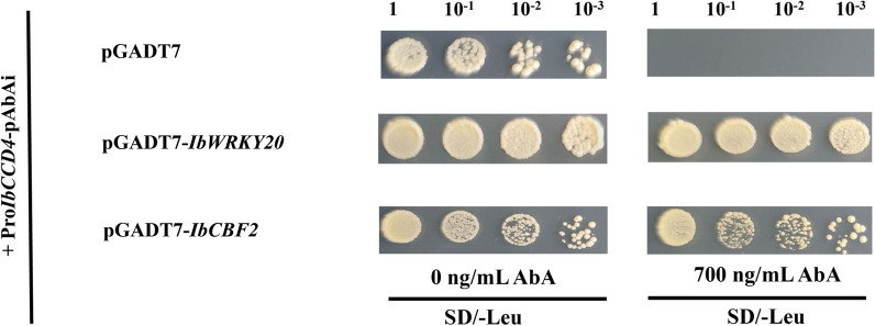 Fig. 8