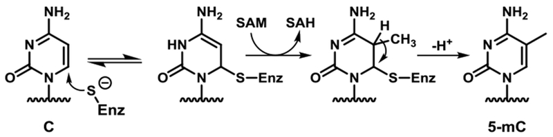 Scheme 1: