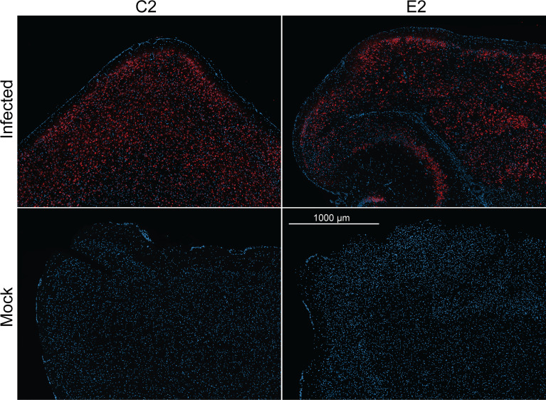 Figure 5