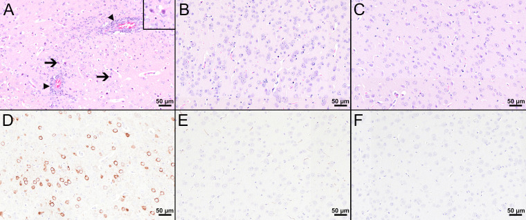 Figure 5