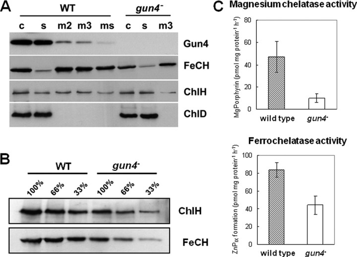 FIGURE 3.