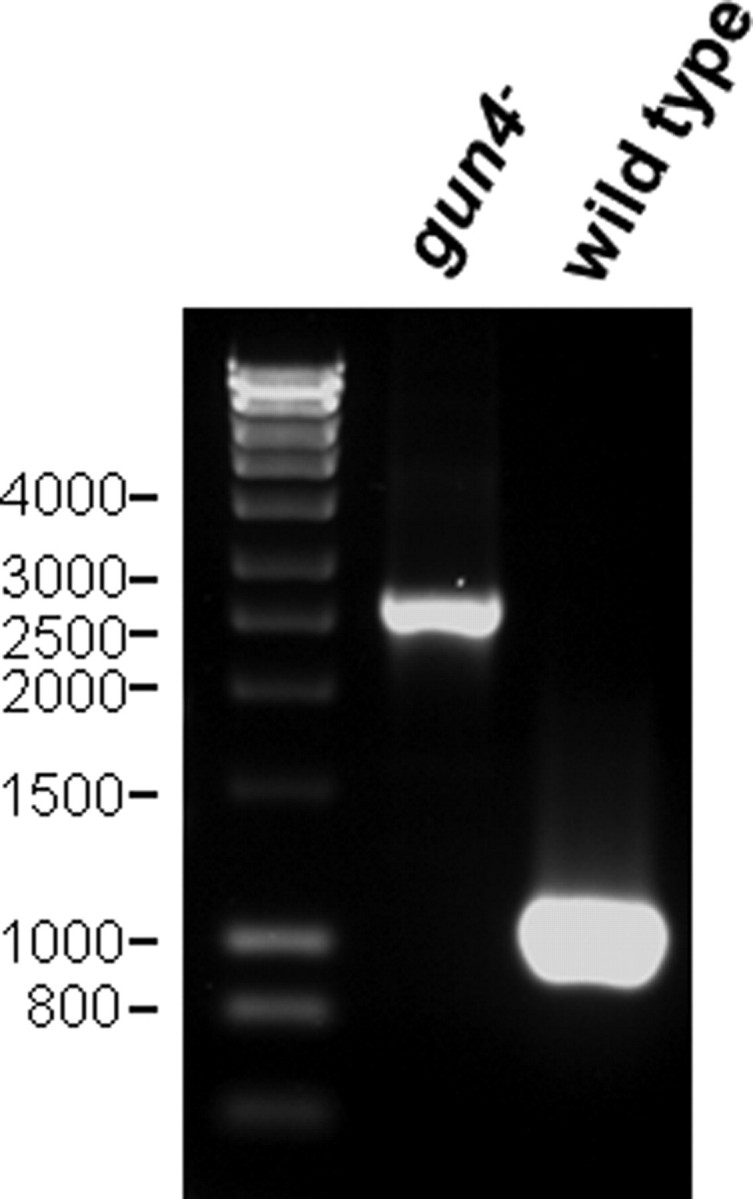 FIGURE 1.