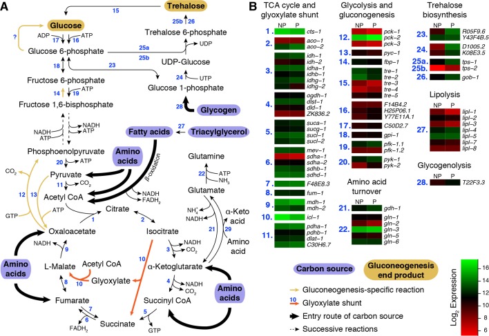 Figure 1—figure supplement 1.