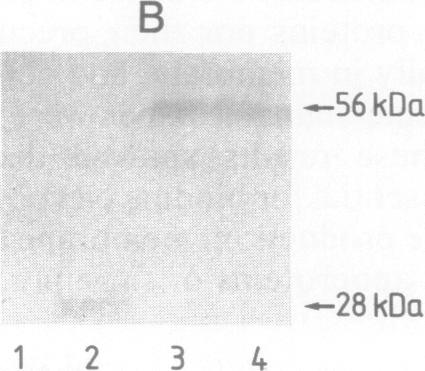 graphic file with name pnas01061-0449-a.jpg