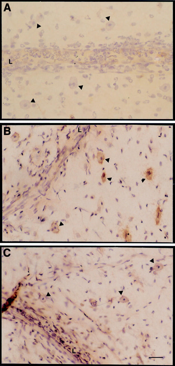 Figure 5  