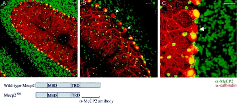 Figure  2